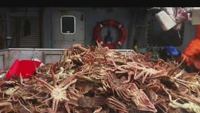 Dave O the Science Pro: Vaccinating honeybees and snow crab mystery