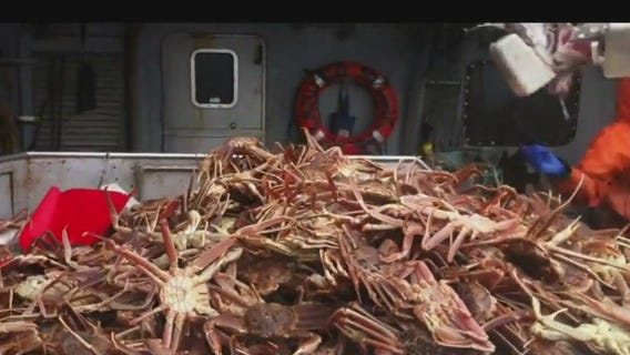 Dave O the Science Pro: Vaccinating honeybees and snow crab mystery