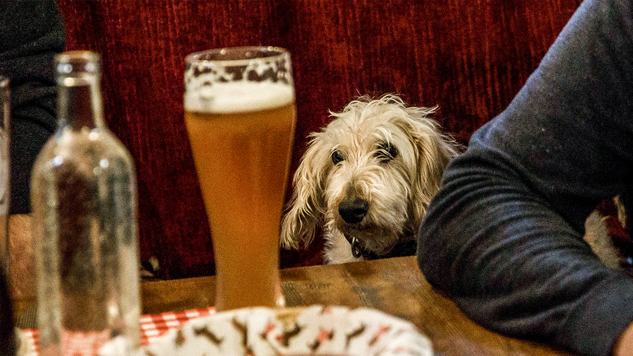 Pets like alcohol ? but that doesn?t mean they can have it during the ...