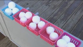 Throw actual snowballs at The Florida Aquarium