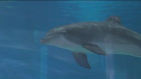 Clearwater Marine Aquarium celebrates 50 years