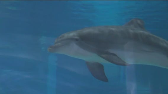 Clearwater Marine Aquarium celebrates 50 years