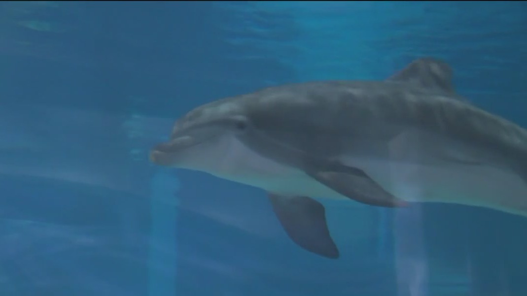 Clearwater Marine Aquarium celebrates 50 years