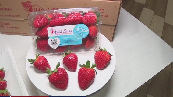 Cool weather and Florida sunshine bring sweeter strawberries