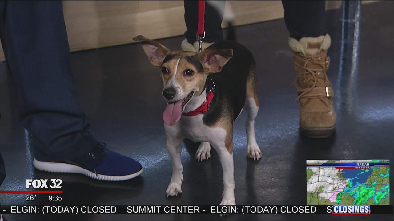 Mike's Perfect Pets: Diamond