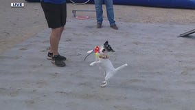 Animals entertain at the 76th annual Pasco County Fair
