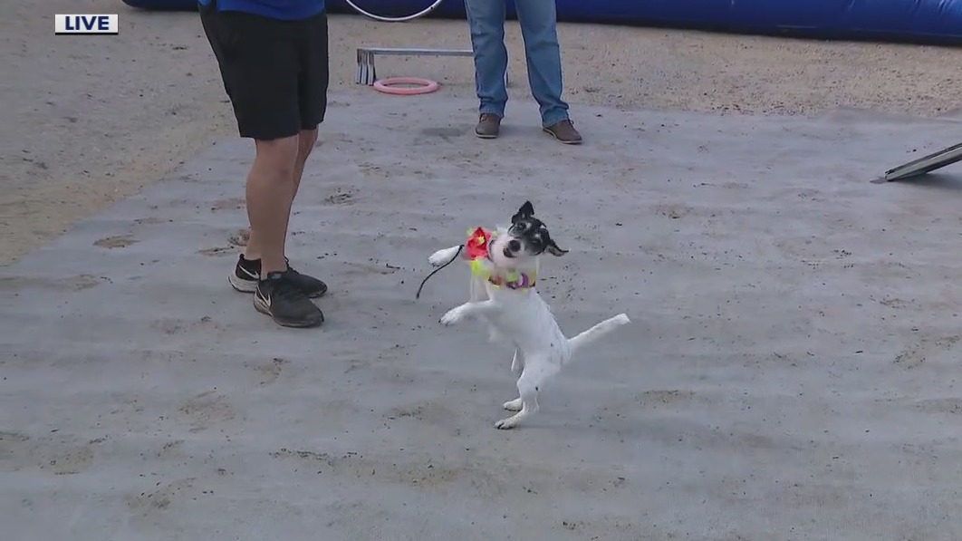 Animals entertain at the 76th annual Pasco County Fair