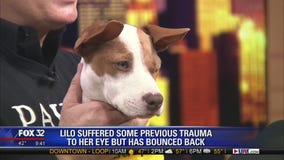 Mike's Perfect Pets: Lilo