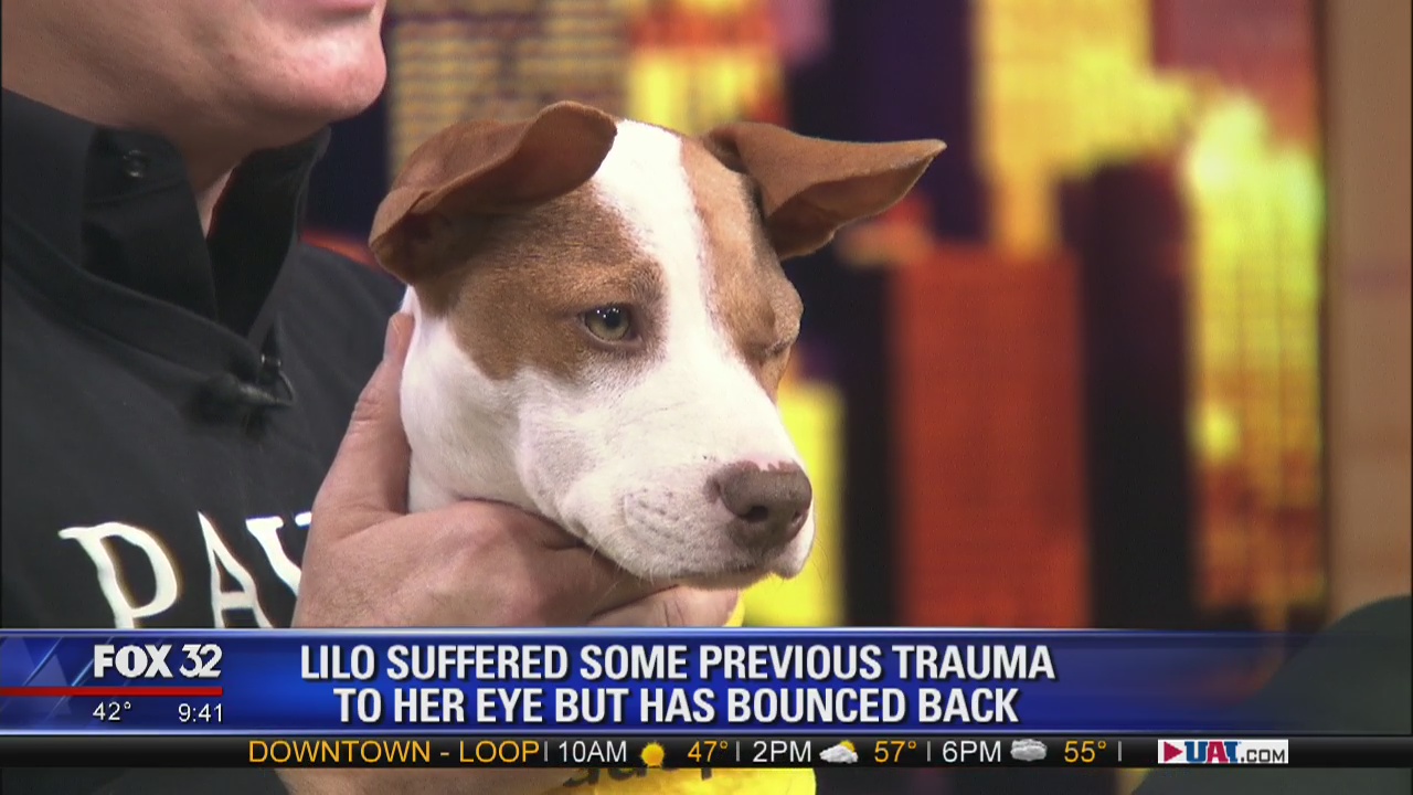 Mike's Perfect Pets: Lilo