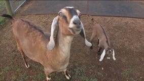 Steinbrenner High School FFA sends students into the world with another foot in the door