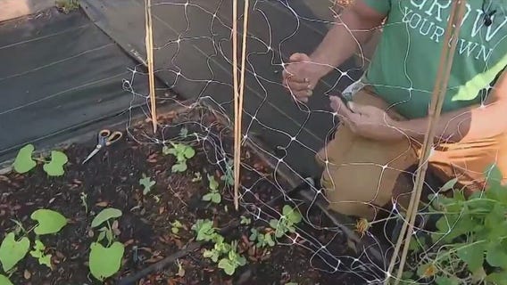 Installing a trellis for peas in a garden