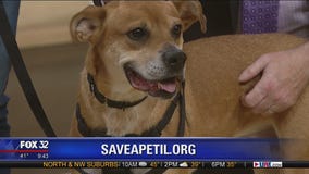 Mike's Perfect Pets: Prince Buster