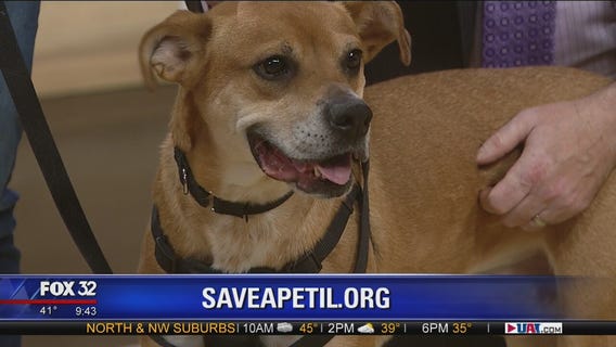 Mike's Perfect Pets: Prince Buster