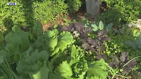 What to plant in garden amid yo-yo temperatures