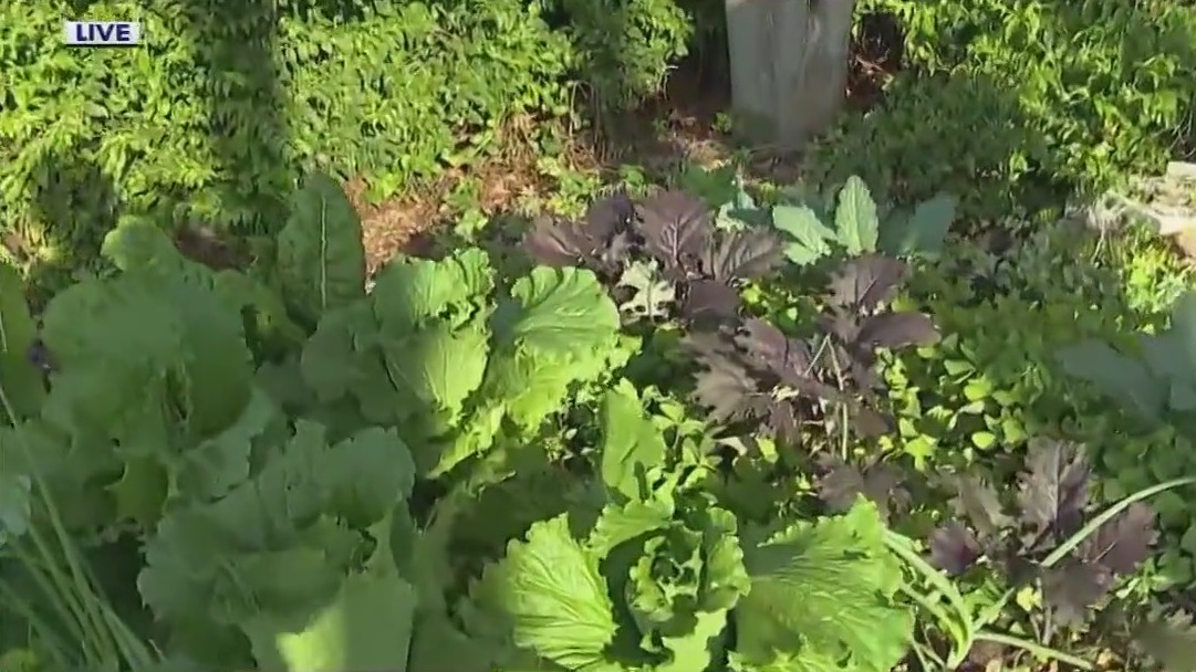 What to plant in garden amid yo-yo temperatures