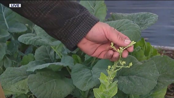 It?s a tale of two gardens as the seasons change