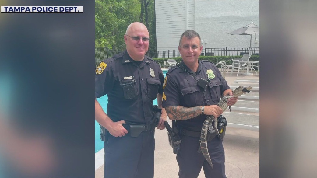 Good Day, good deed by TPD officers who saved injured gator | FOX 13 ...