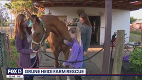 Grune Heidi Farm gives horses a second chance