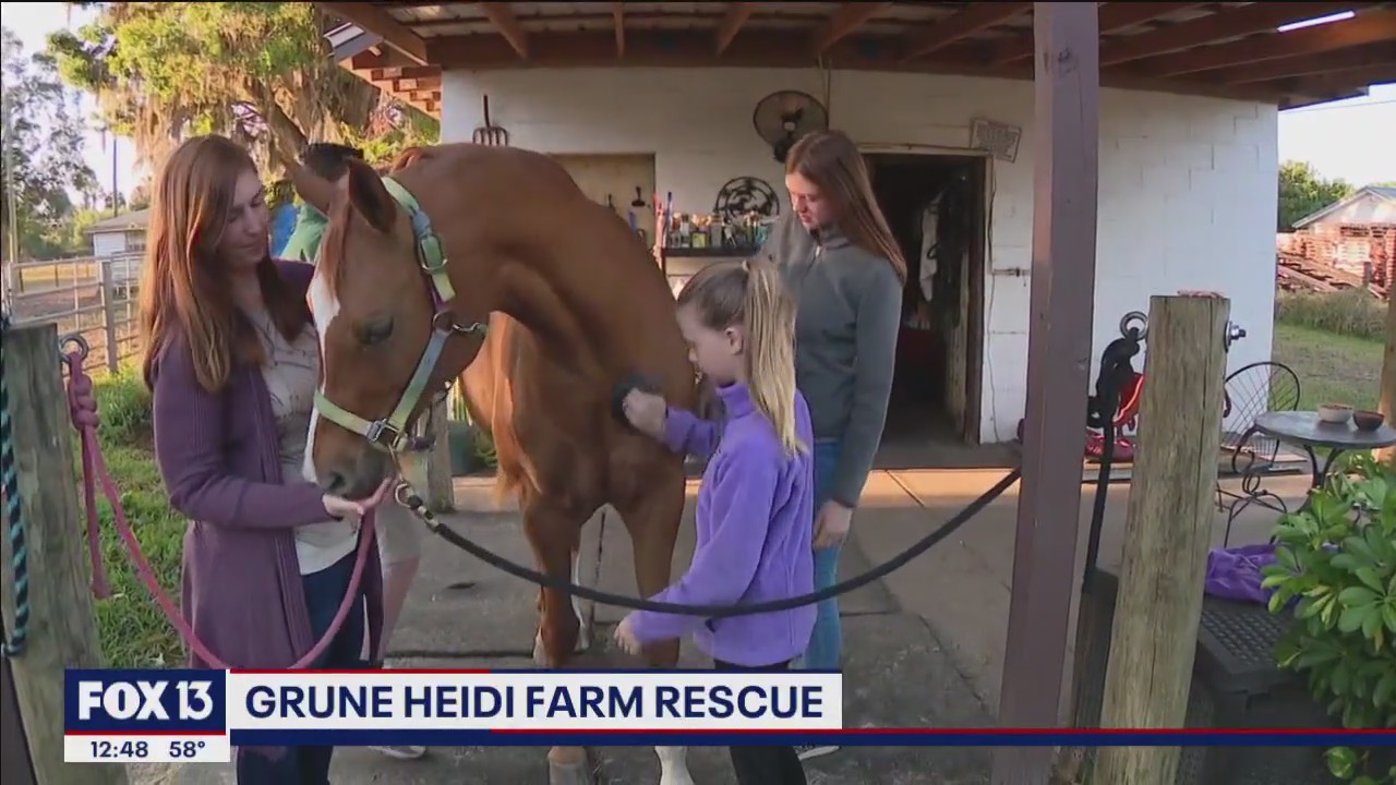 Grune Heidi Farm gives horses a second chance