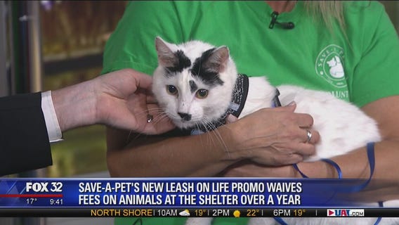 Mike's Perfect Pets: Piccatso