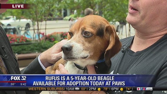 Mike's Perfect Pets: Rufus