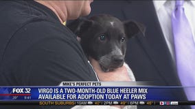 Mike's Perfect Pets: Virgo