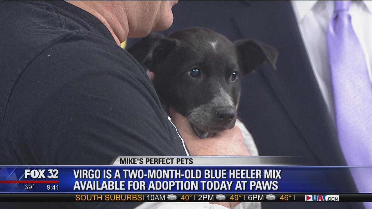 Mike's Perfect Pets: Virgo