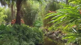Drone Zone: Spring has sprung at the Florida Botanical Gardens