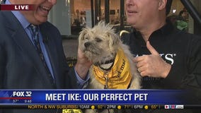 Mike's Perfect Pets: Ike