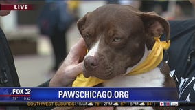 Mike's Perfect Pets: Sweetings