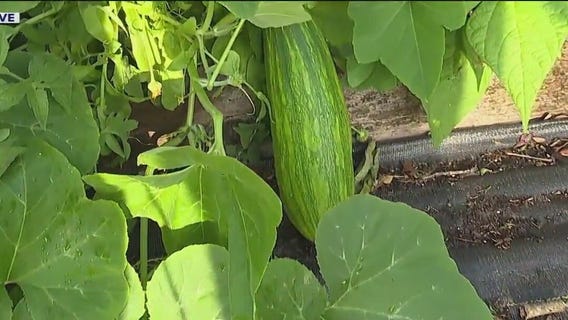 Good Day Garden: Large zucchinis are ready for harvest