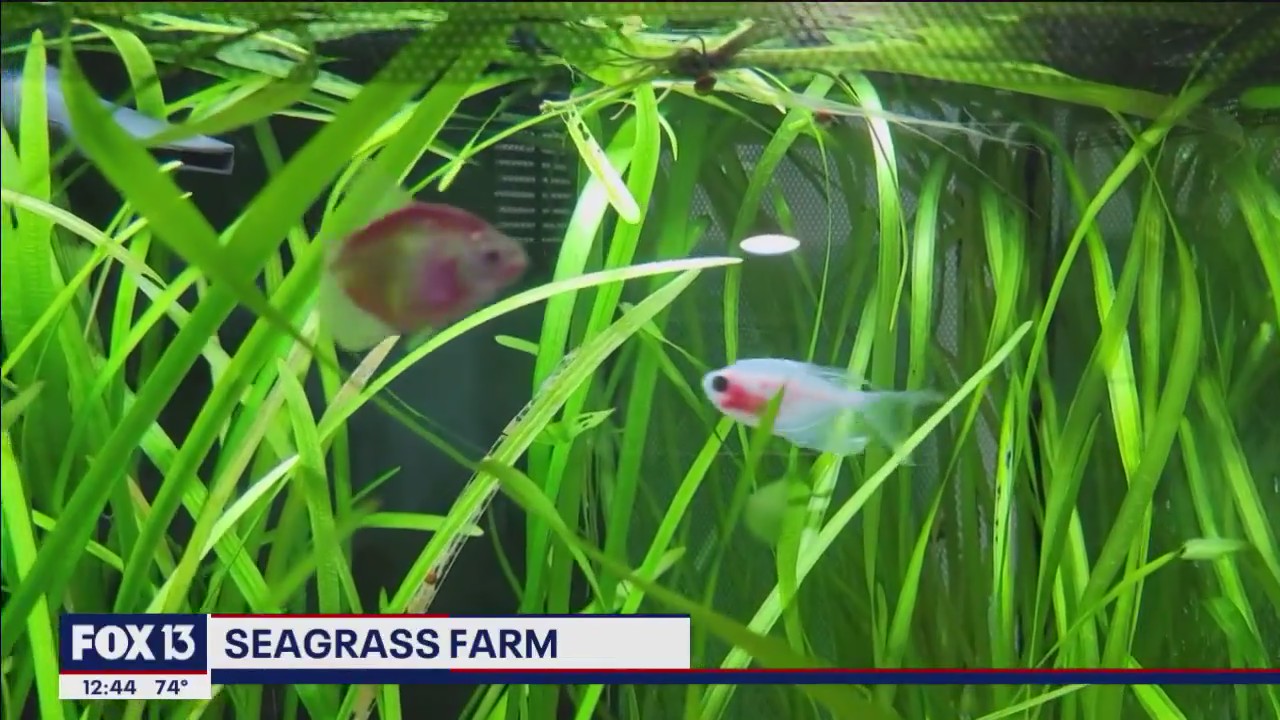 Growing seagrass to save our waterways