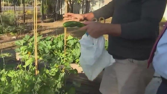 Trellis benefits when growing peas