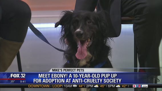Mike's Pefect Pets: Ebony