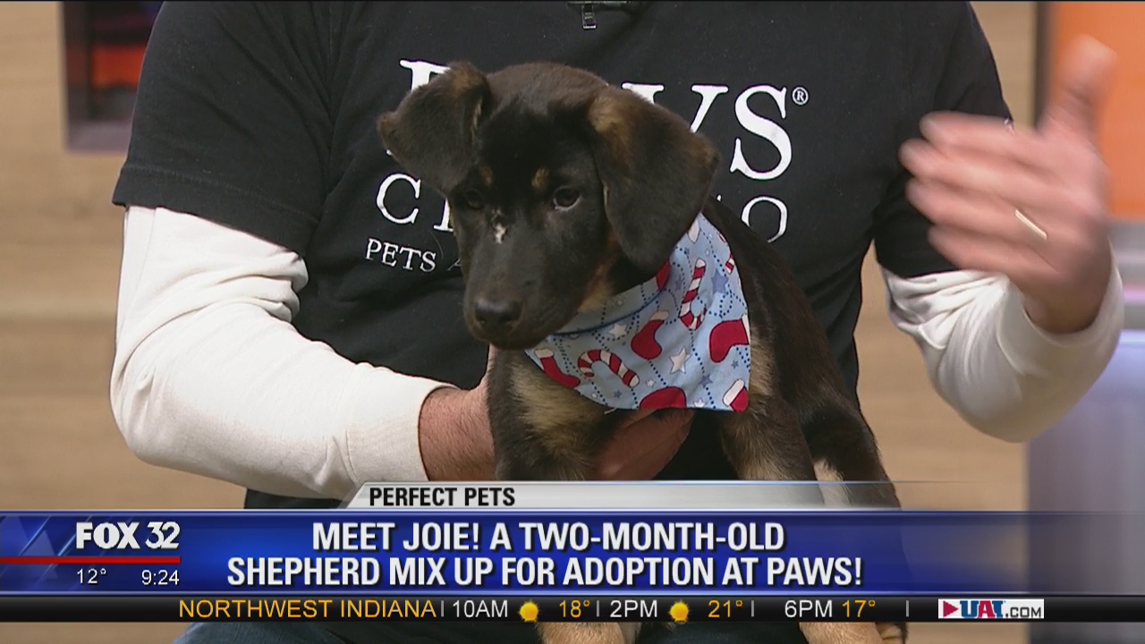 Mike's Perfect Pets: Joie