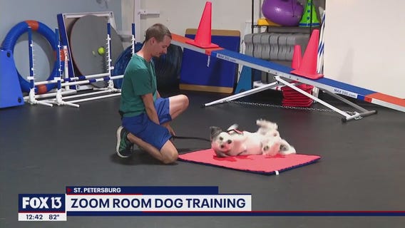 Zoom Room St. Petersburg is a school for you and your dog