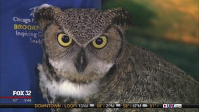 Brookfield Zoo presents 'Boo at the Zoo' in October