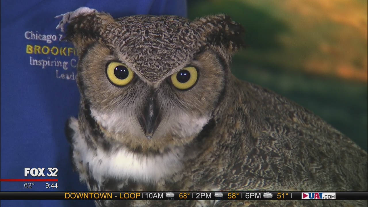 Brookfield Zoo presents 'Boo at the Zoo' in October