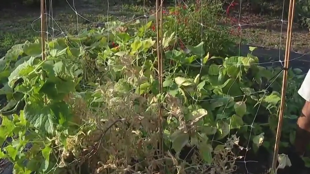 Good Day Garden: How to change crops with the seasons