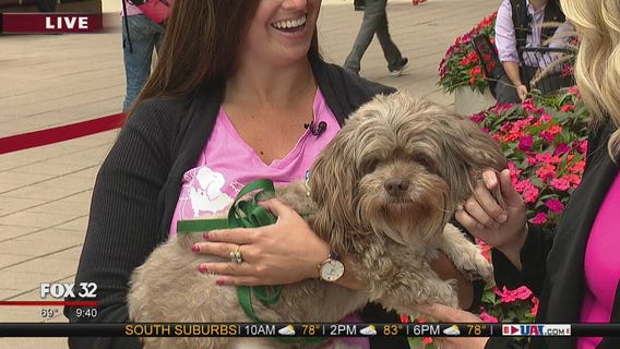 Mike's Perfects Pets: Daaku