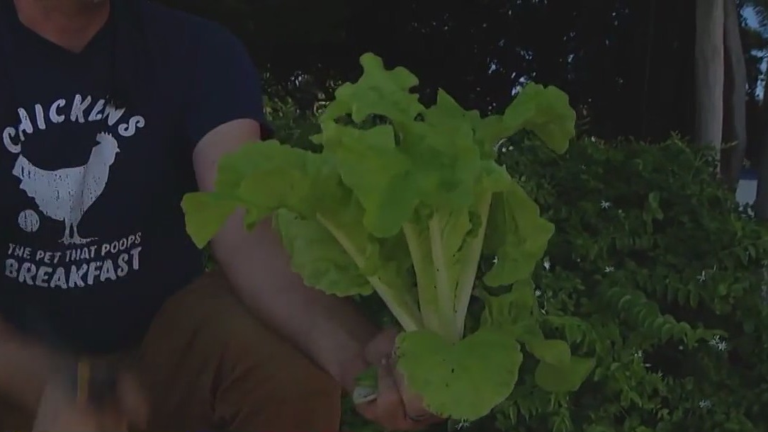 How to get heat-tolerant crops to grow