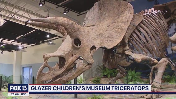 World's largest triceratops fossil on display at Glazer Children's Museum