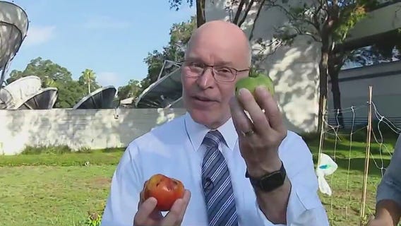 Here?s why you should pull tomatoes early