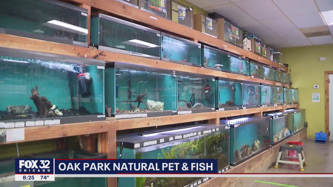 Lovin' Local: Oak Park Natural Pet & Fish just keeps swimming during pandemic