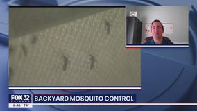 Tips for controlling mosquitoes as summer settles in