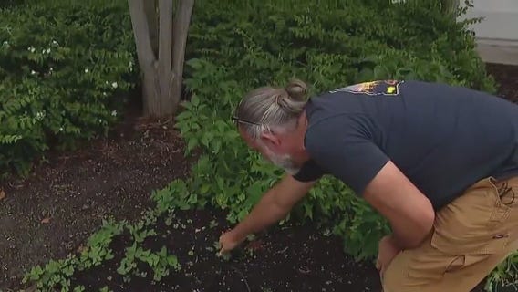 How heat impacts plants