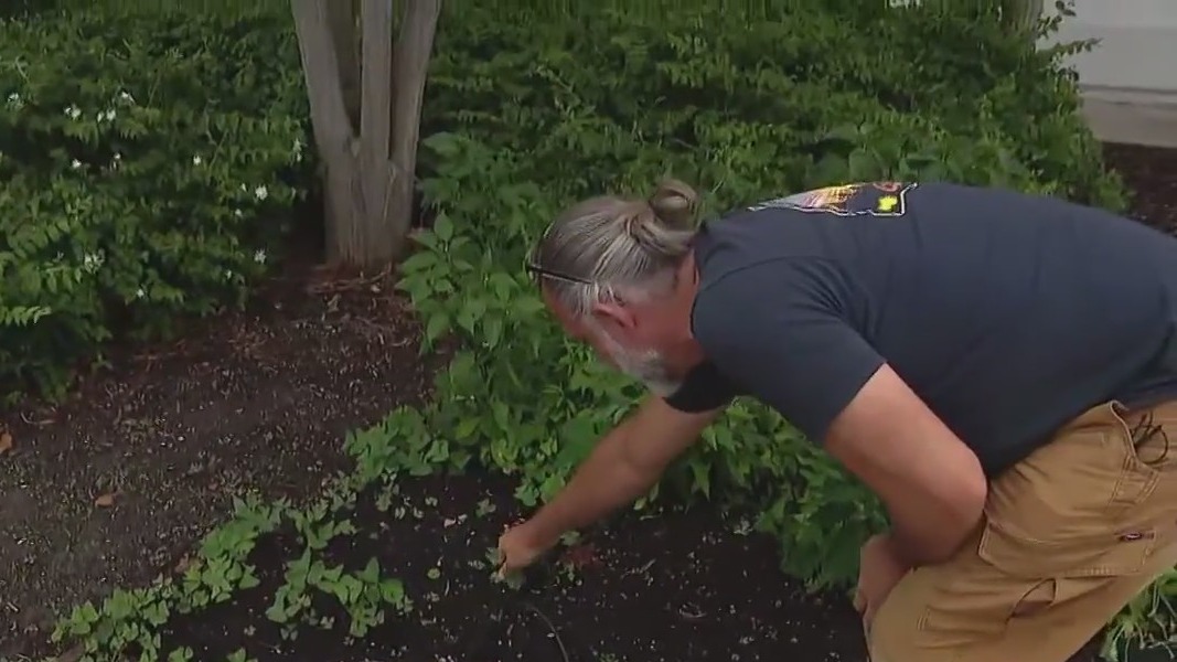 How heat impacts plants