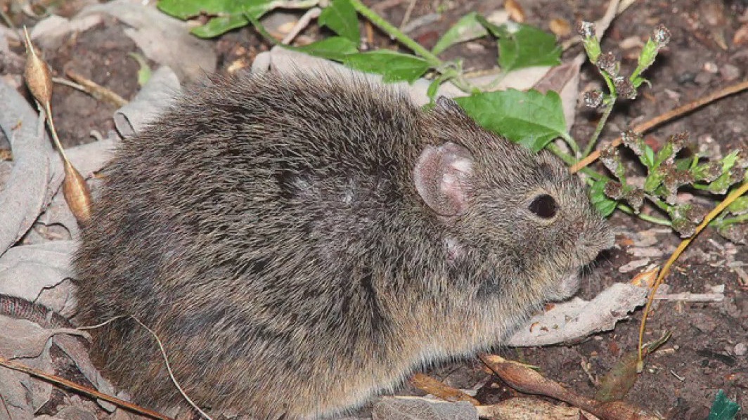 Burmese pythons help rats take over the Everglades