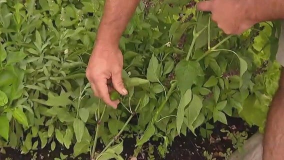 How to make a hot pepper hotter