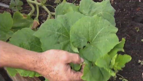 Good Day Garden: Summer growing tips from Whitwam Organics
